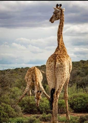 Giraffe 