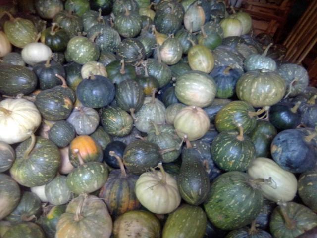 Freshly cultivated pumpkins