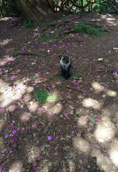 Monkey under a flower bed