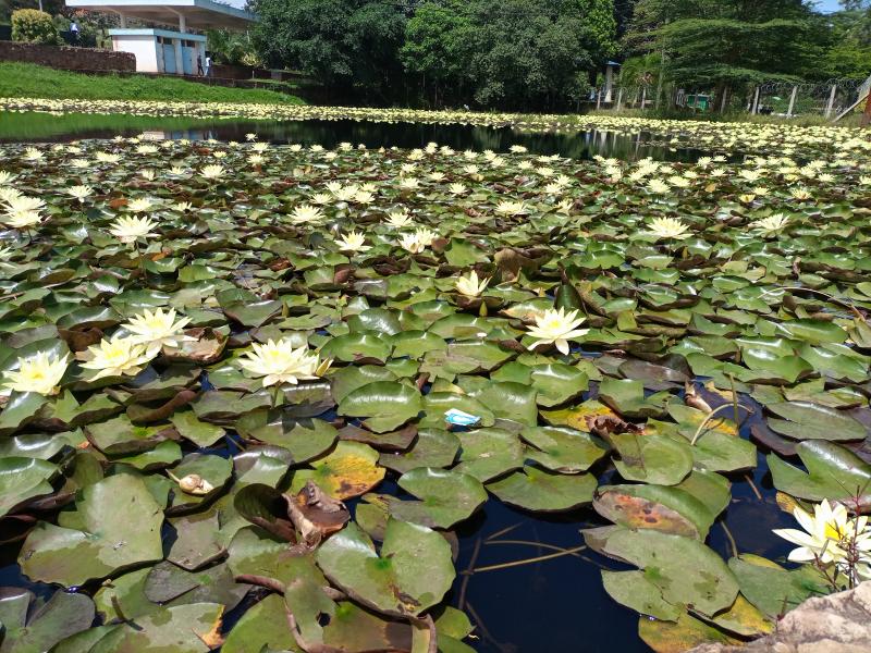 Water Hyacinth